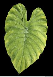 Leaves